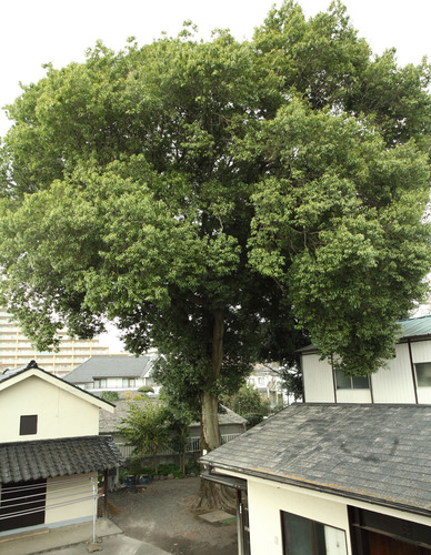 樹木