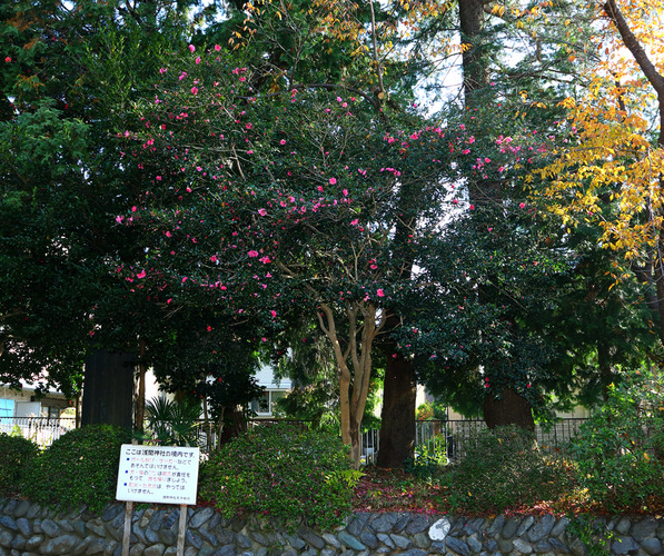 山茶花