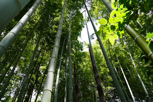 写真(竹林公園）