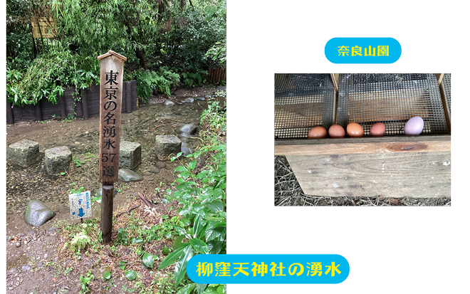 まちっこ広報部員　ゆうなのベストショット（柳窪天神社の湧水・奈良山園）